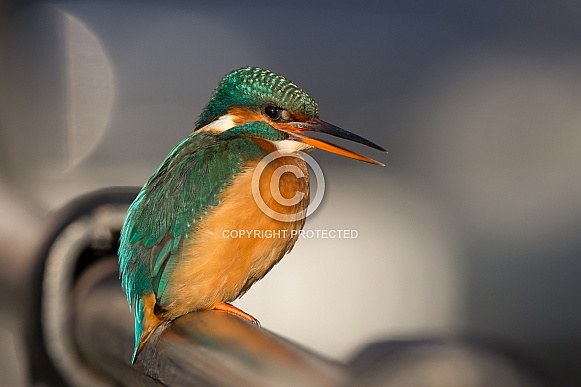 Kingfisher