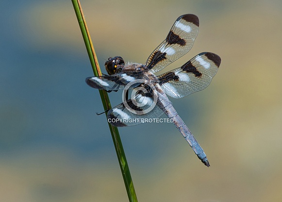 Twelve-spotted Skimmer