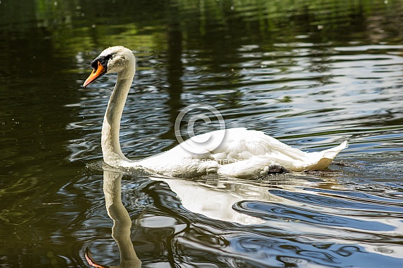 Mute Swan Mute Swan