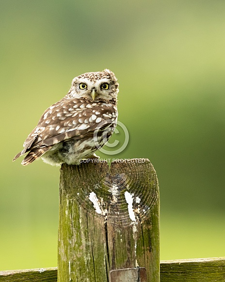 Little Owl Perched