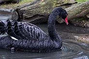Wild Black Swan