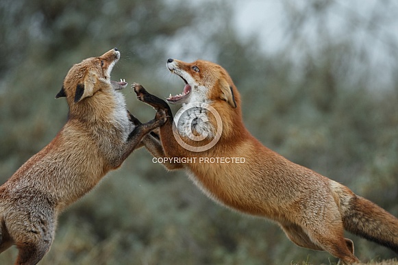 Red fox in Nature Red fox in Nature