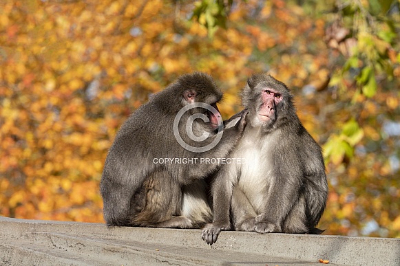 Japanese Macaque (Macaca fuscata) Japanese Macaque (Macaca fuscata)