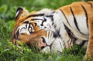 Tiger with head on grass