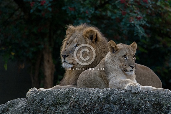 Lion with Lion cub