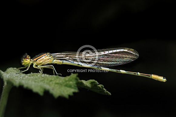 Damselfly