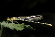 Damselfly