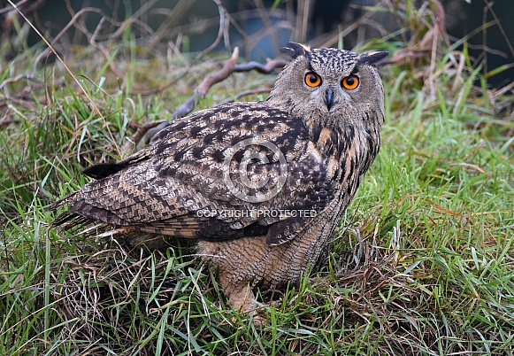 European Eagle Owl