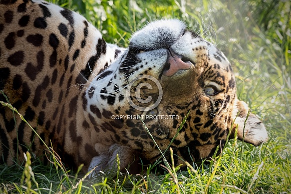 Jaguar Close Up Upside Down In Grass