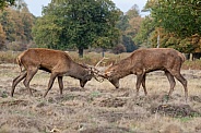 Red deer