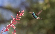 Male Broad-billed Hummingbird
