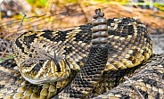 Close up of eastern diamondback rattlesnake - crotalus adamanteus - coiled in strike pose