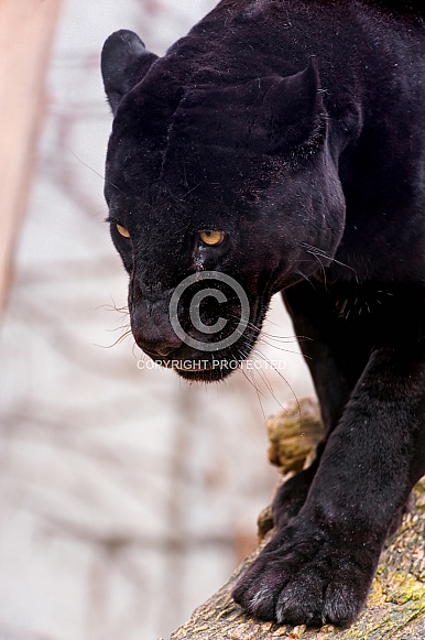 Black Jaguar