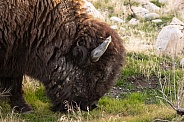 American Bison, Bison bison