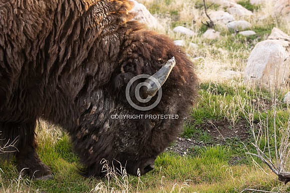 American Bison, Bison bison