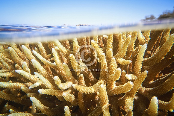 Lady Elliot Island, Reef Lady Elliot Island, Reef