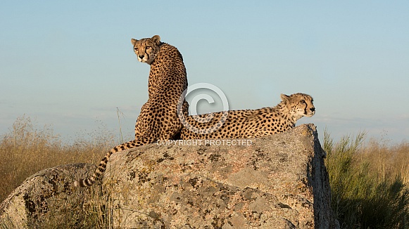 Cheetah