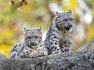 Two young snow leopards