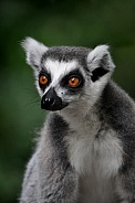 Ring-tailed lemur (Lemur catta)