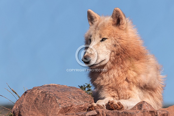Arctic Wolf Lying Down Arctic Wolf Lying Down