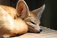 Napping Fennec Fox Curled Up