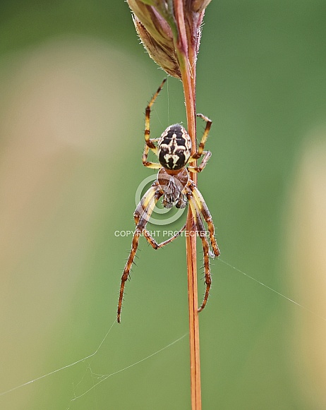 Garden Orb Spider