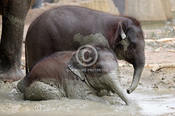 Young Asian elephants (Elephas maximus)