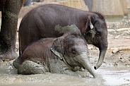 Young Asian elephants (Elephas maximus)