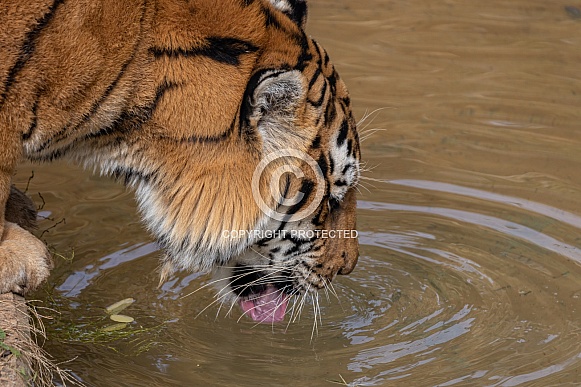 tiger drinking water