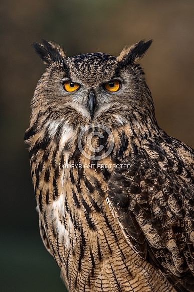 Eurasian Eagle Owl