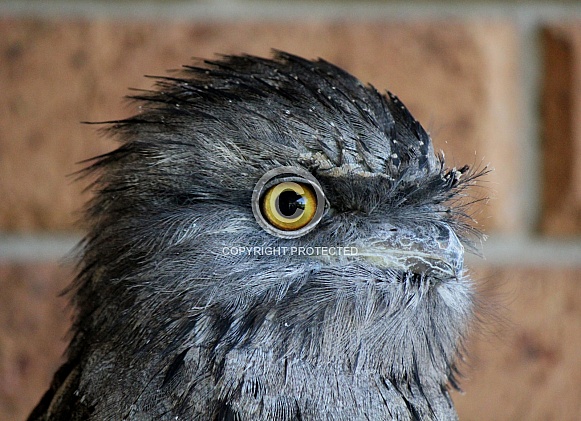 Tawny Frogmouth Tawny Frogmouth