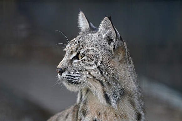 Bobcat