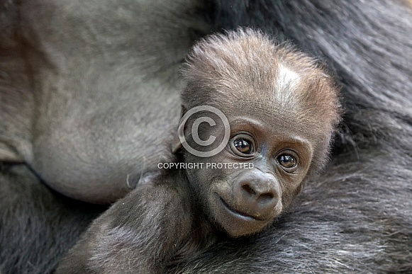 Western lowland gorilla (Gorilla gorilla gorilla)