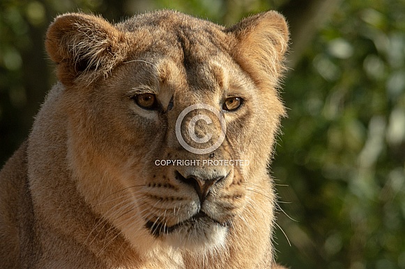 Asiatic Lioness