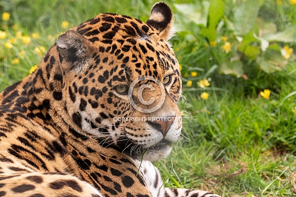 Jaguar Close Up Head Shot