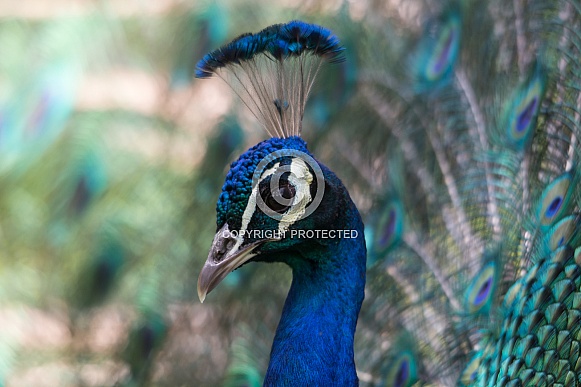 peacock peacock