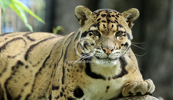 Clouded leopard