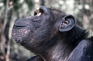 Chimpanzee portrait (Pan troglodytes)