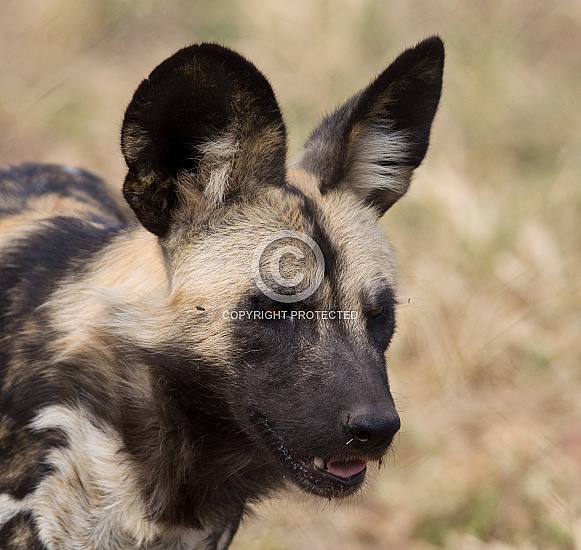 African wild dogs