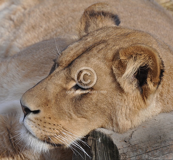 Lioness