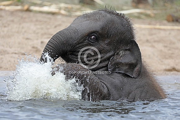 Asian elephant (Elephas maximus) Asian elephant (Elephas maximus)
