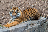 Sumatran Tiger - 1 Year Old Cub - Female