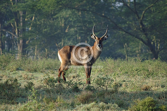 Waterbuck