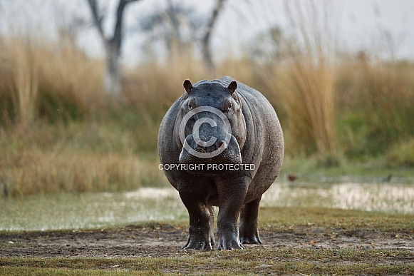 Aggressive hippo male fake attack