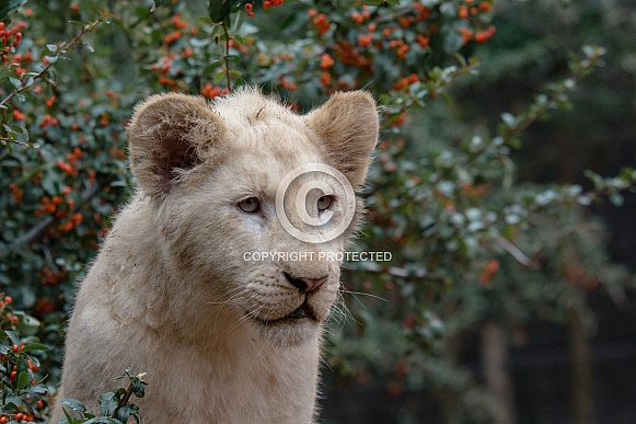 white Lion cub white Lion cub