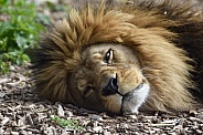 African Lion