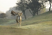 Fallow Deer