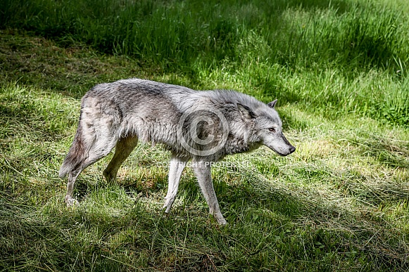 Tundra Grey Wolf