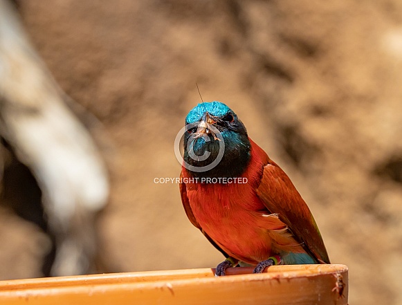 Bee Eaters