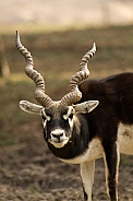 Blackbuck (Antilope cervicapra)